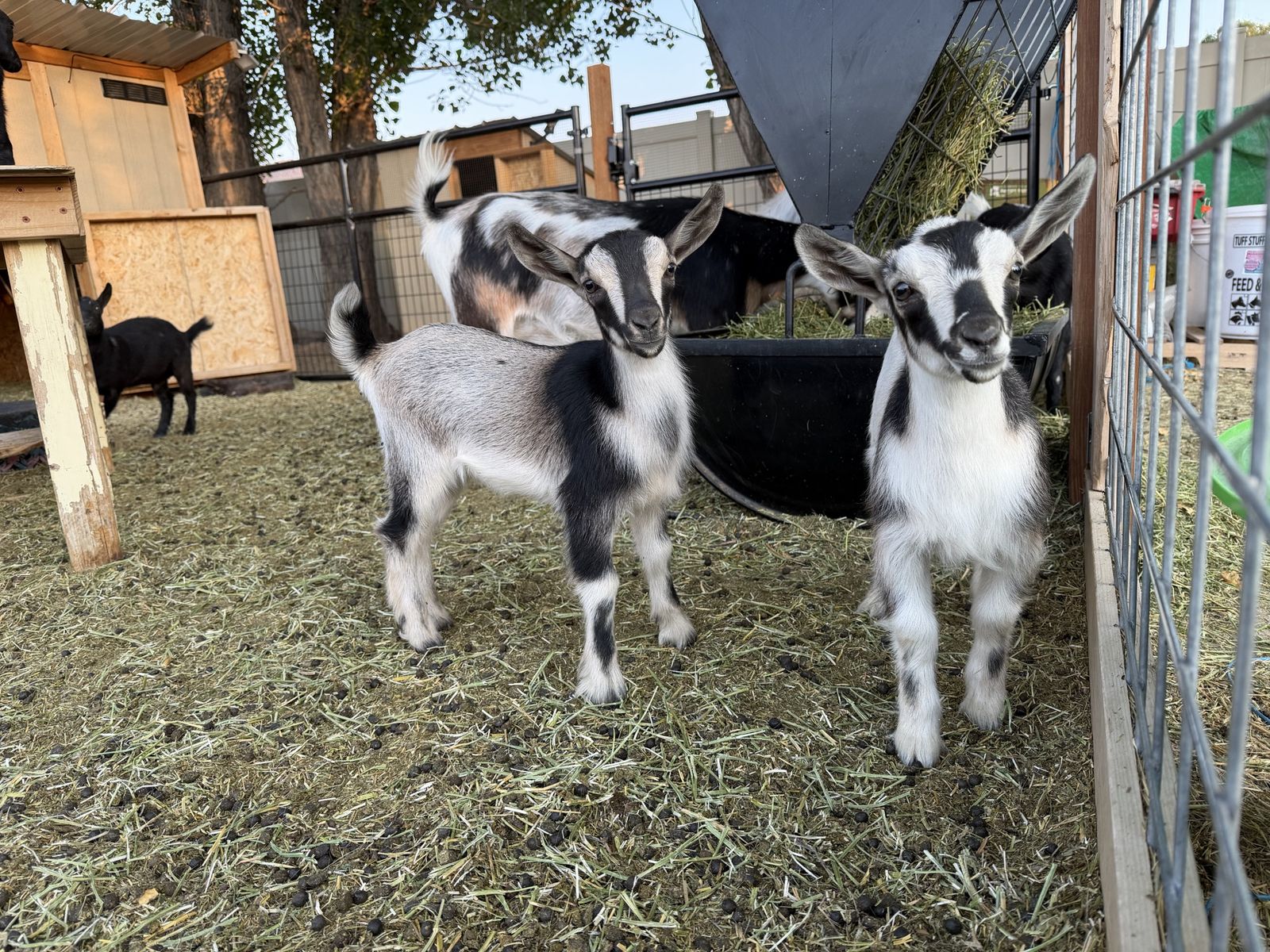 Nigerian Dwarf Goats