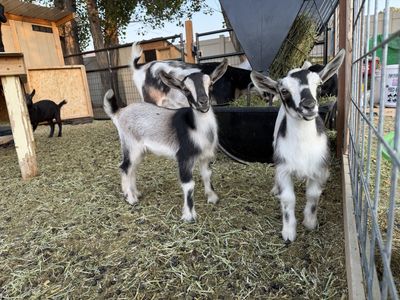 Nigerian Dwarf Goats