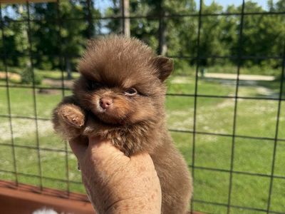 AKC Merle Pomeranian puppies