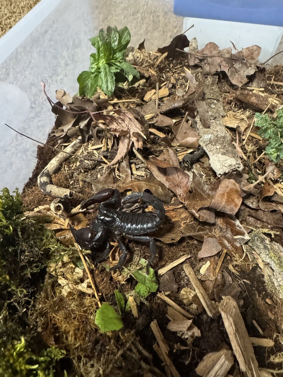 Asian forest scorpion & enclosure