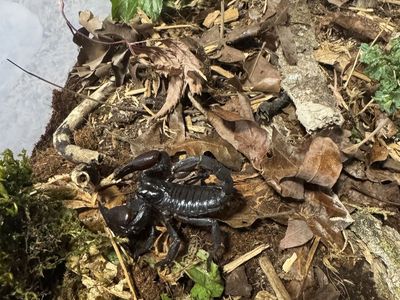 Asian forest scorpion & enclosure