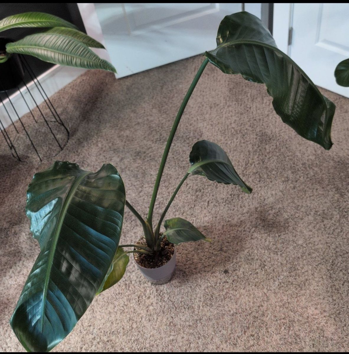 4 ft Tall Bird of Paradise