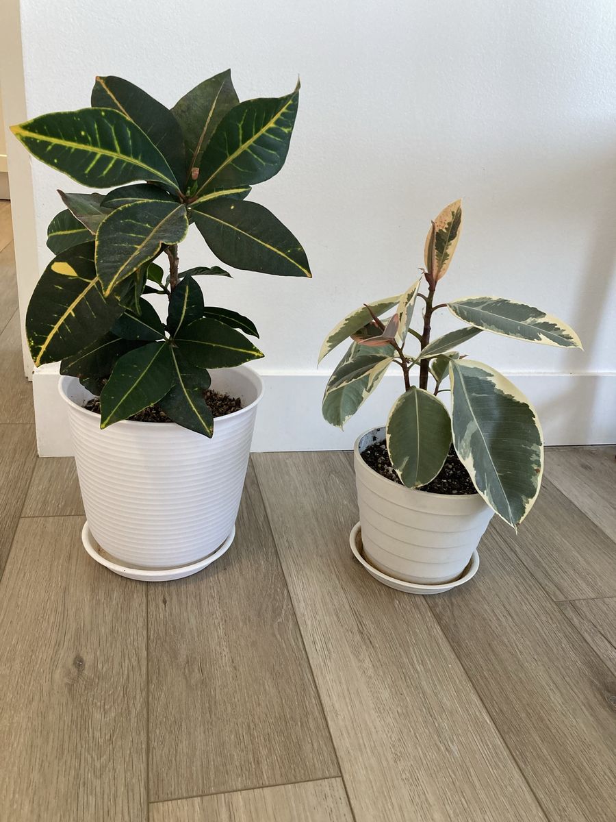 Plants