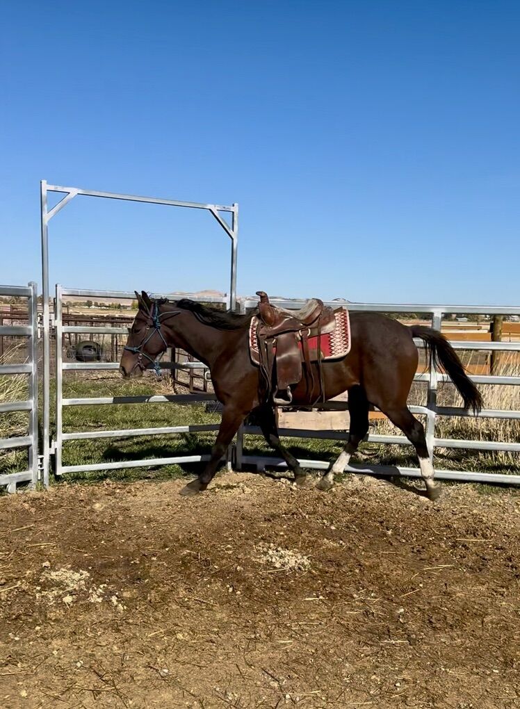 Registered Coming 3 Year Old 17hh TB Gelding