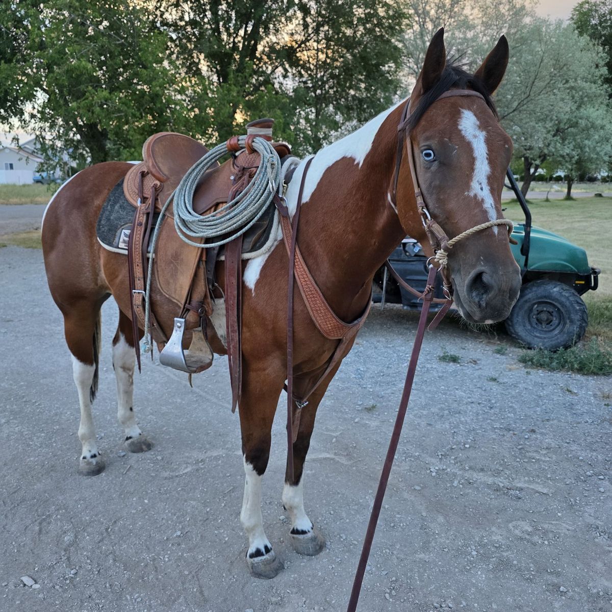 paint gelded
