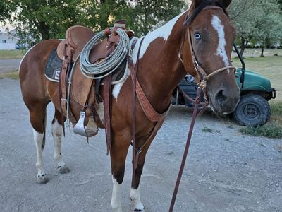 paint gelded