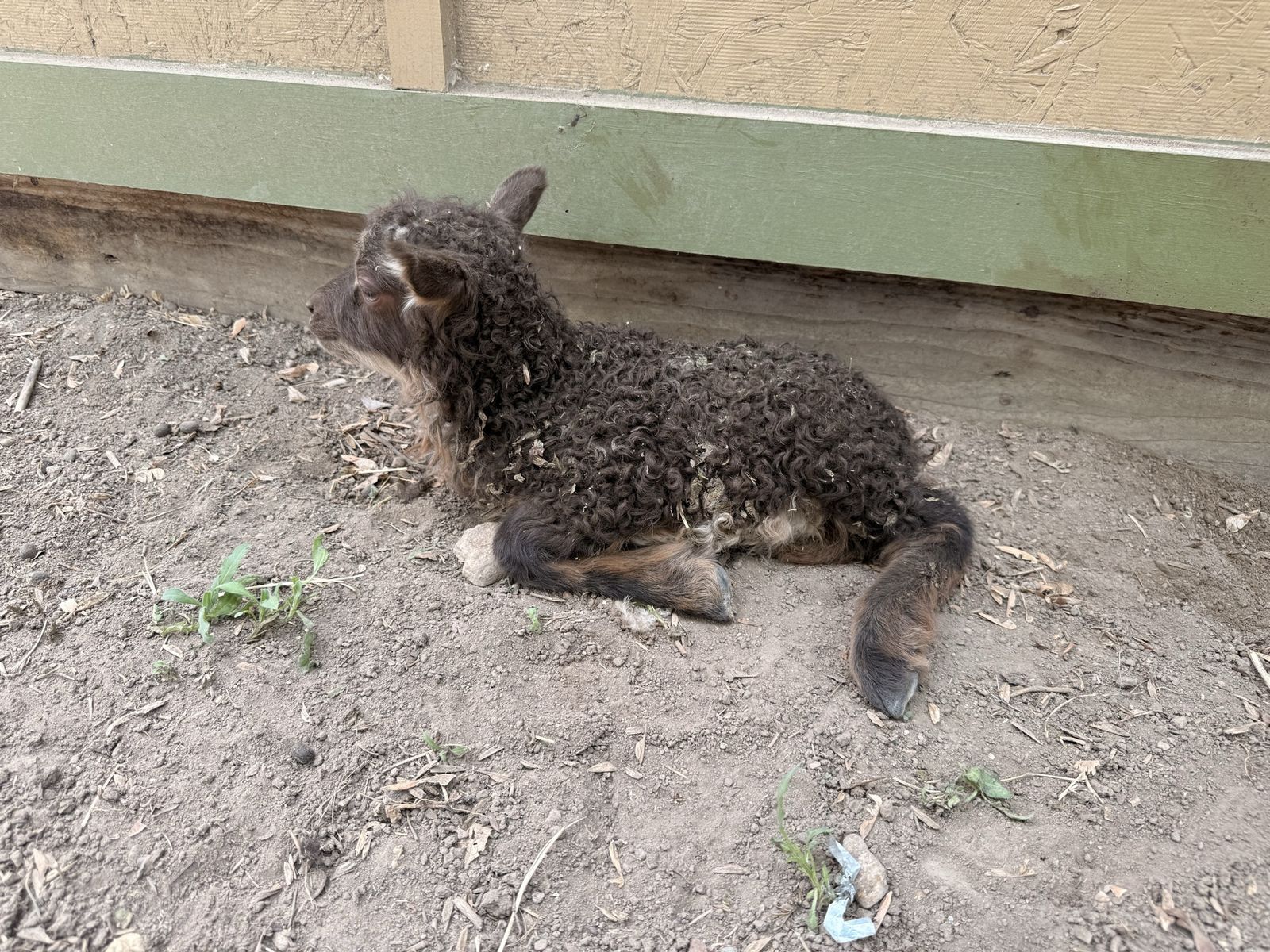 Cute Icelandic Lamb for Sale - Baby Sheep, Farm Animal, Ready for New Home