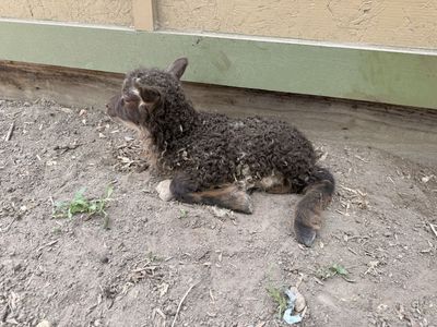 Cute Icelandic Lamb for Sale - Baby Sheep, Farm Animal, Ready for New Home