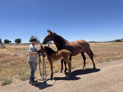Big, Stout Registered Gaited Fox Trotter Mare
