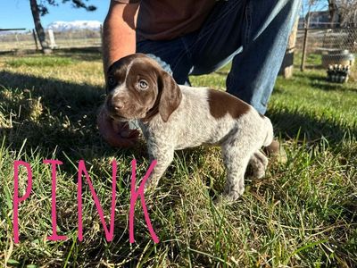 AKC registered German Shorthaired Pointer pups