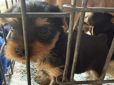Yorkies