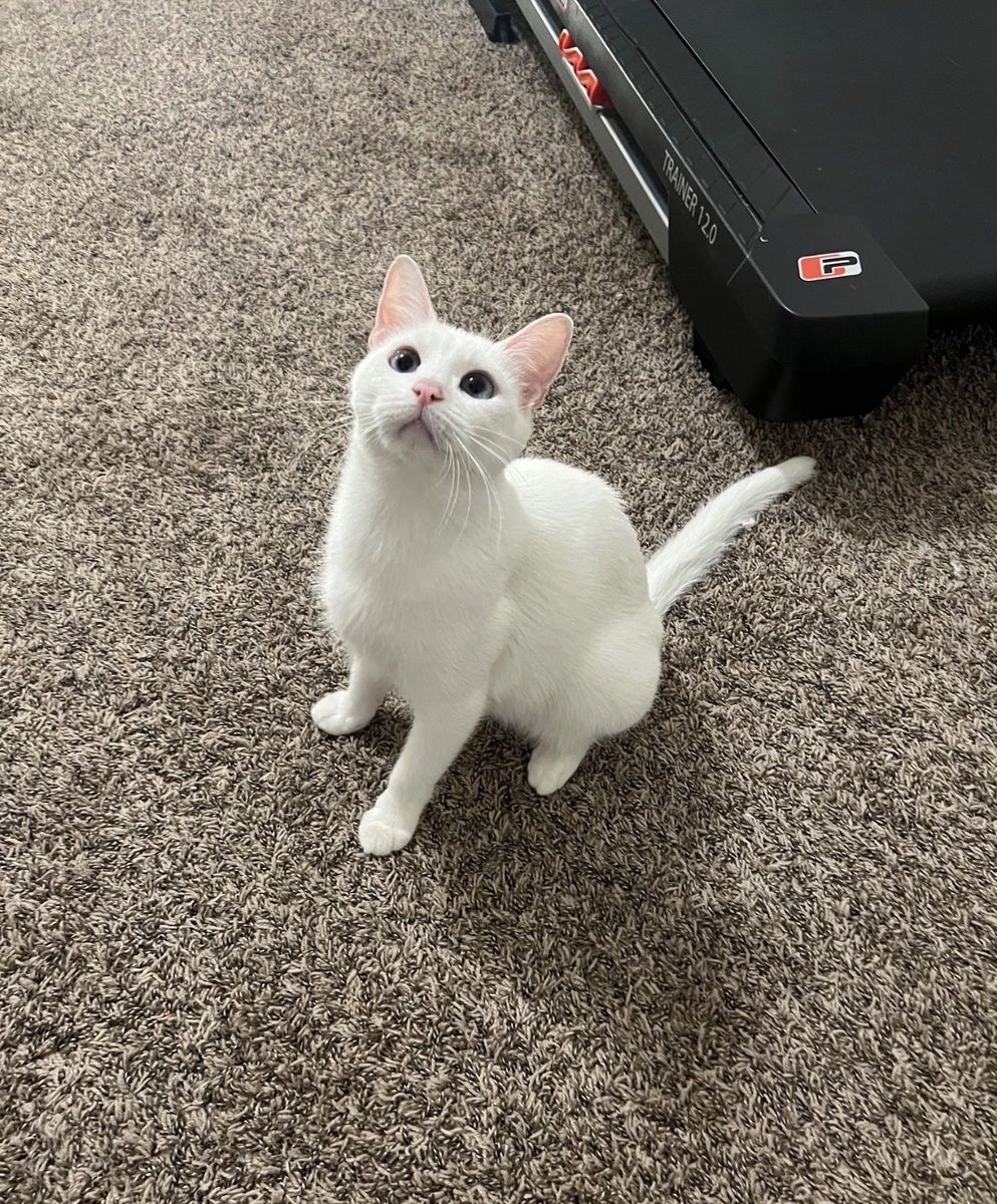 Free Cat!