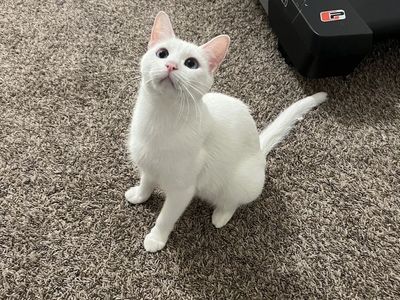 Free Cat!
