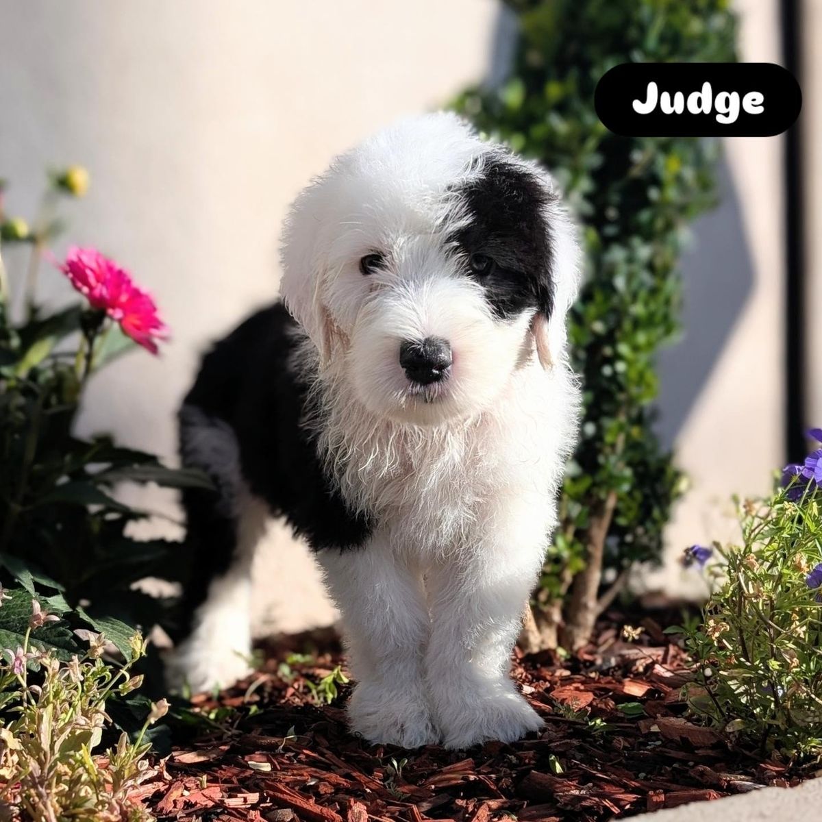 AKC Old English Sheepdog puppies - ready to come home!