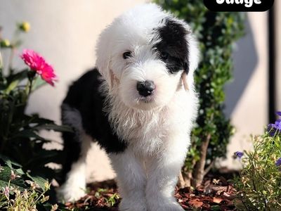 AKC Old English Sheepdog puppies - ready to come home!