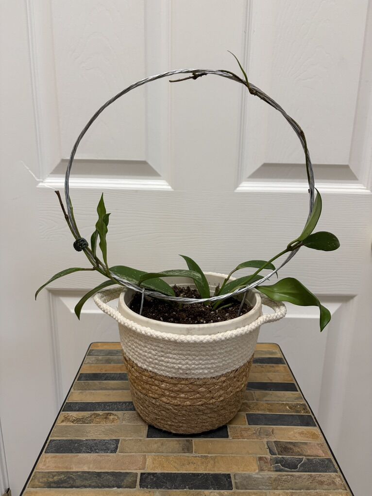 Hoya Splash in woven basket with hoop