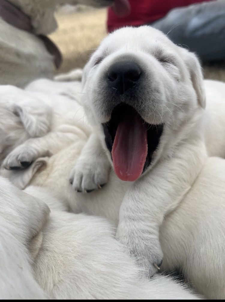 AKC White Labrador Puppies!