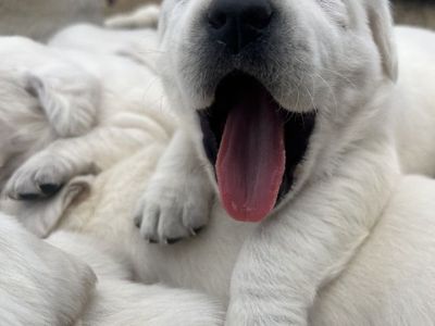 AKC White Labrador Puppies!