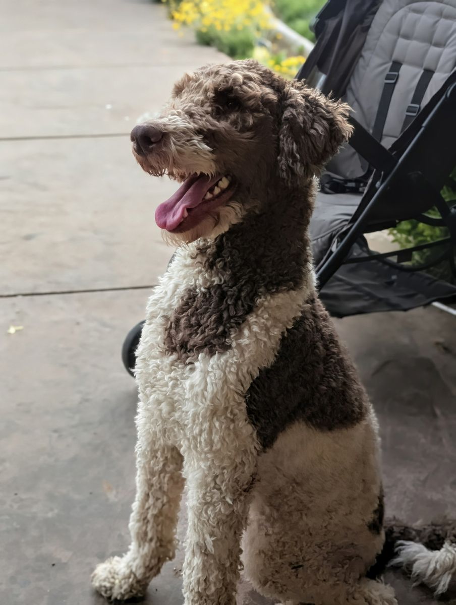 AKC Papered Male Standard Poodle