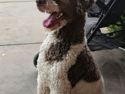 AKC Papered Male Standard Poodle