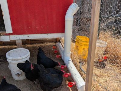 Charlotte Pipe & Foundry Co. PVC Chicken Waterer - DIY Feeder/Drinker System