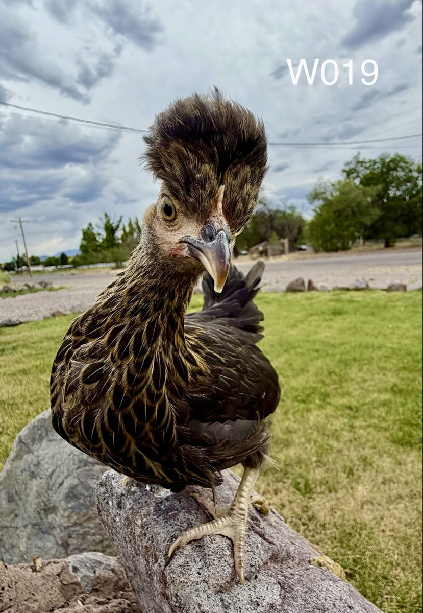 Kikiriki Bonehead (Suspected Pullet)
