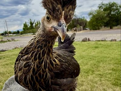 Kikiriki Bonehead (Suspected Pullet)