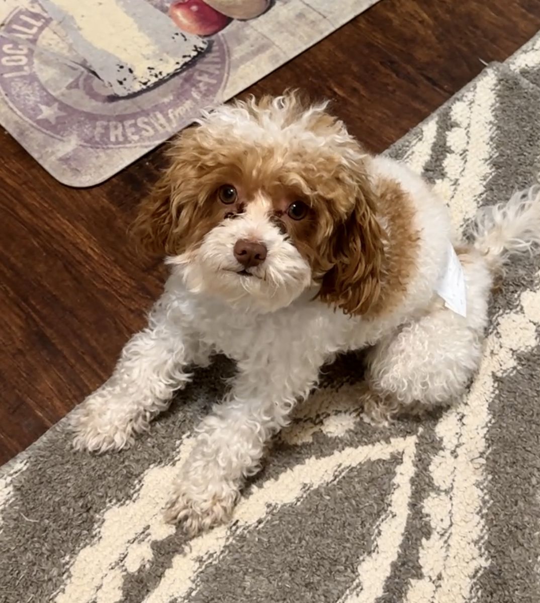F1b Cavapoo Stud 4lbs! FF