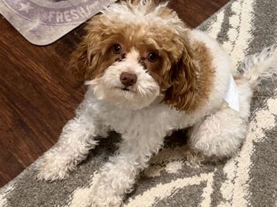 F1b Cavapoo Stud 4lbs! FF
