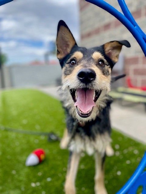 A154066 Abe is Available for Adoption!