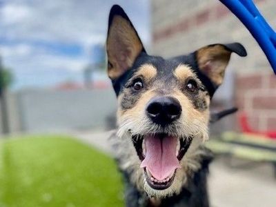 A154066 Abe is Available for Adoption!