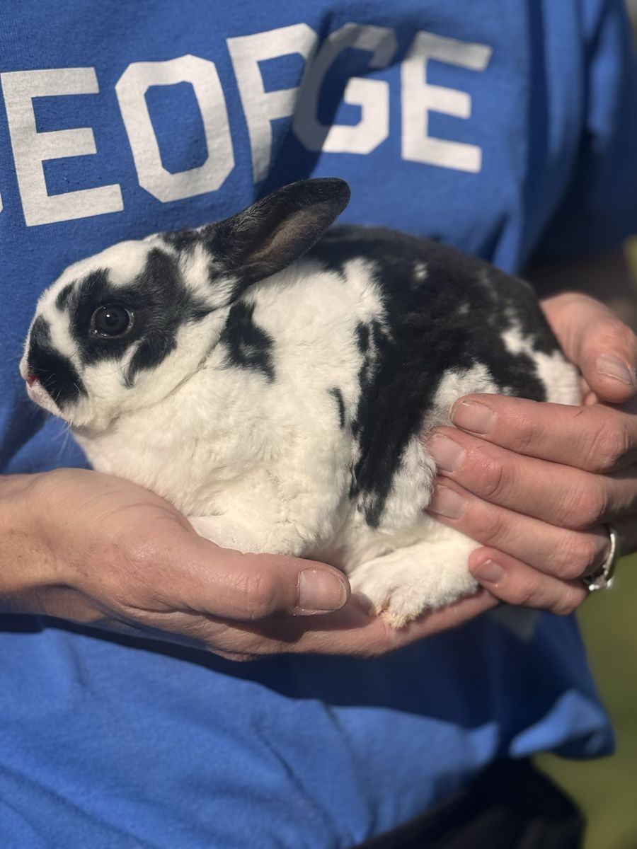 Baby bunny