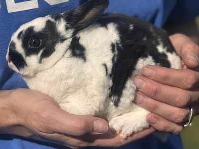 Baby bunny