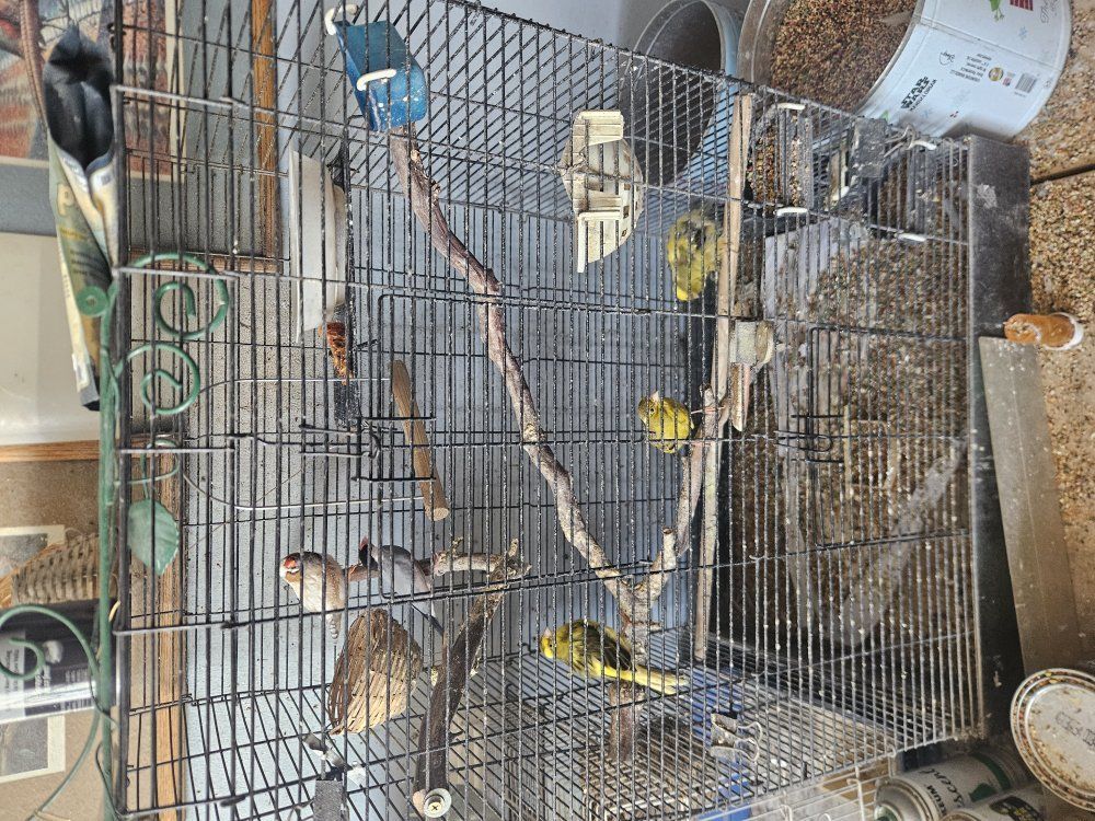 7 canaries 3 finches and cages