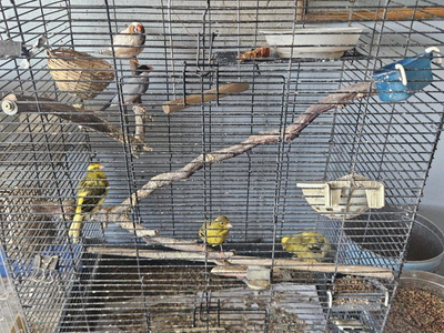 7 canaries 3 finches and cages