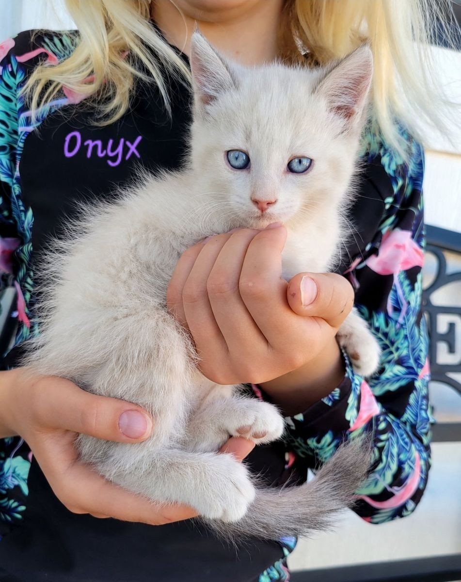 Ragdoll Mix Kittens