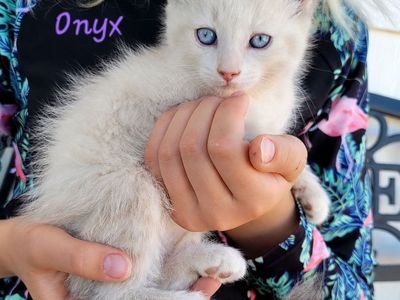 Ragdoll Mix Kittens