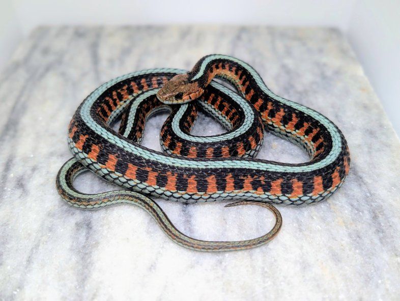 California Red Sided Female Garter