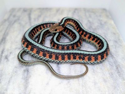 California Red Sided Female Garter