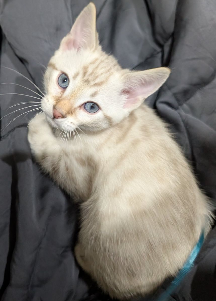 Bengal Kitten