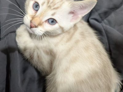 Bengal Kitten