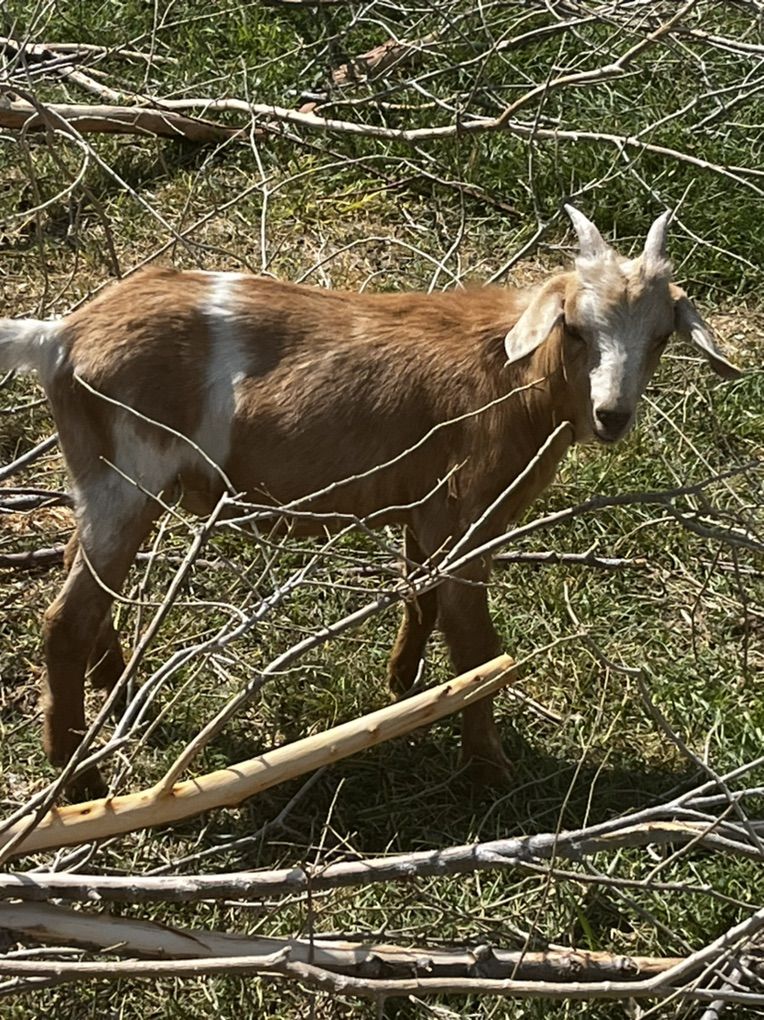 Livestock