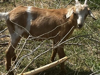 Livestock