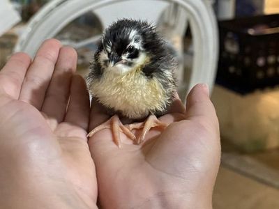 Day Old Chicks- Barnyard Mix!