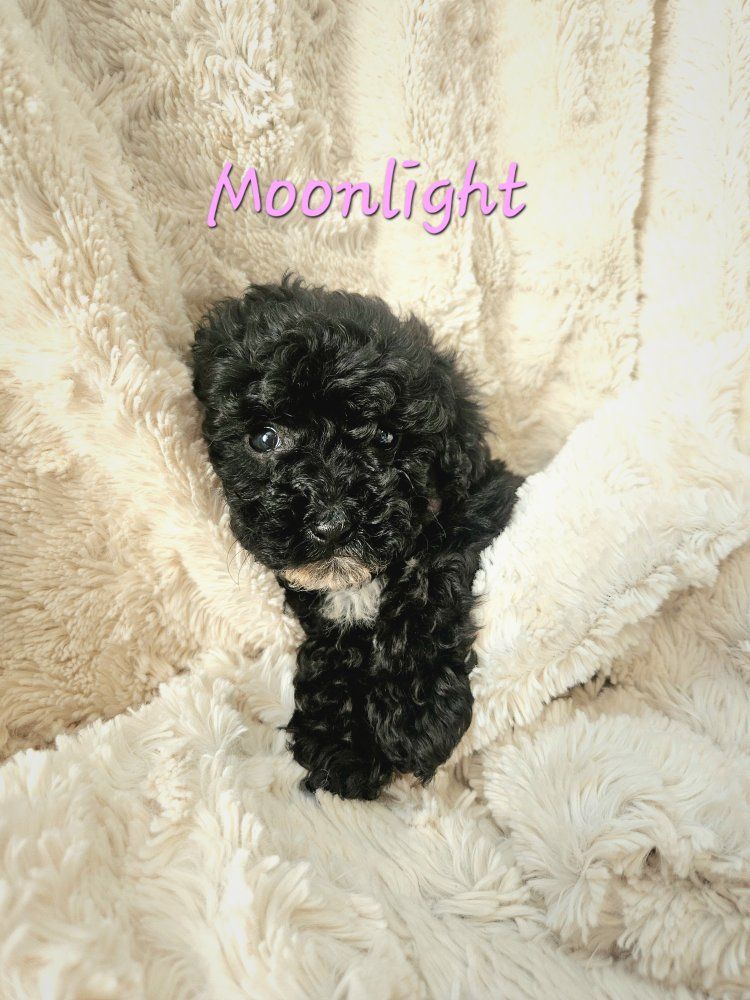 AKC Teacup Poodle Puppies Toy Poodle Health tested