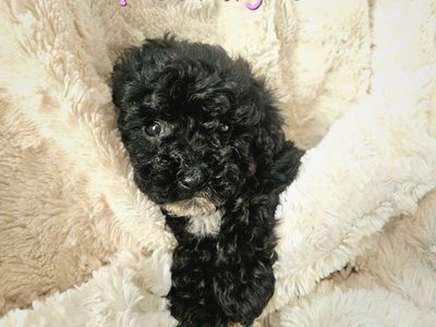 AKC Teacup Poodle Puppies Toy Poodle Health tested