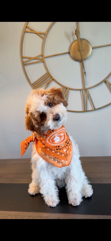 Stunning Mini Goldendoodle Boy (Brooks) Trained!!