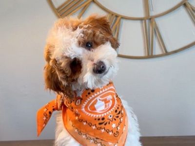 Stunning Mini Goldendoodle Boy (Brooks) Trained!!