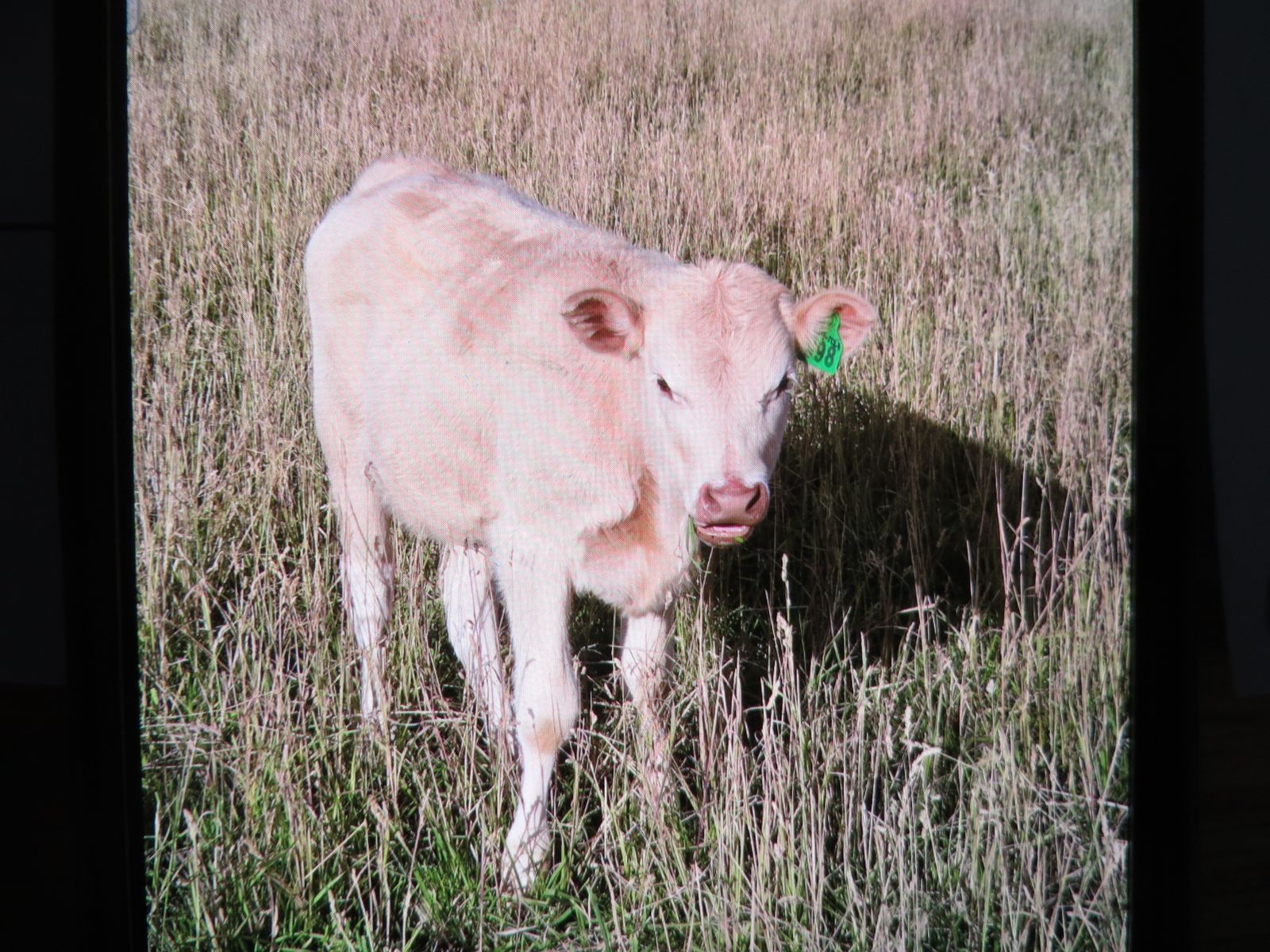 Charolais Cross Heifer
