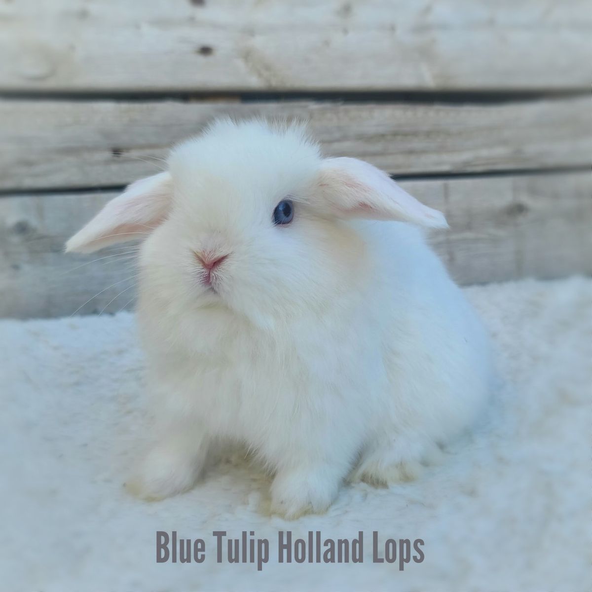 Holland Lop Boy